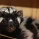 Illustration for article titled Monday Mustelid - Ictonyx ibicus Edition
